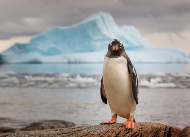 Gentoo Penguin Антарктида