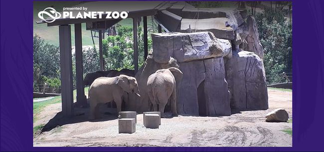 Livekamerakuva norsuista San Diegon eläintarhassa