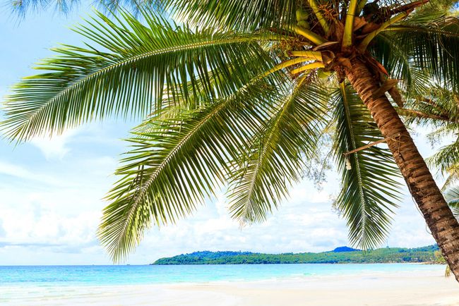 Papel tapiz de playa gratuito con una palmera solitaria inclinada sobre una playa