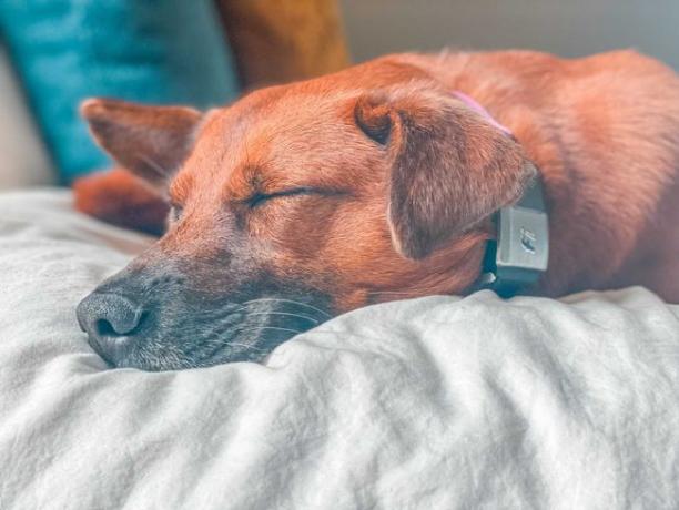 Fiワイヤレス追跡カラーを身に着けている眠っている犬。