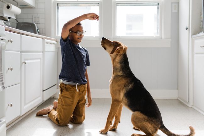 明るく照らされたキッチンでおやつを使ってトレーニングに取り組んでいる彼の犬と一緒の少年