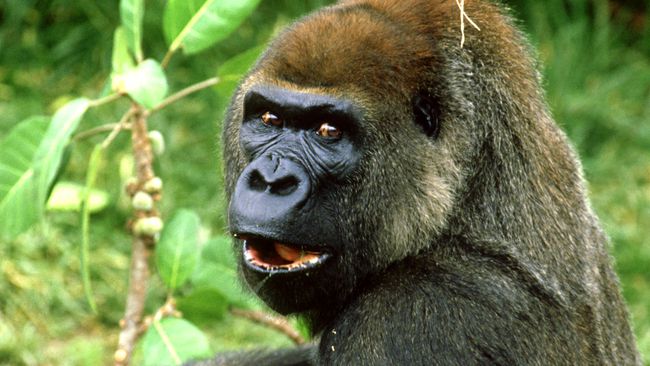 Meglepett gorilla