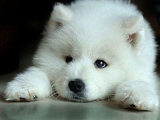 Attack of the Cute 웹사이트에서 사랑스러워 보이는 흰색 퍼지 강아지