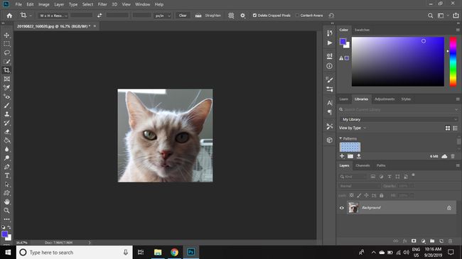 Ein zugeschnittenes Bild einer Katze in Photoshop CC