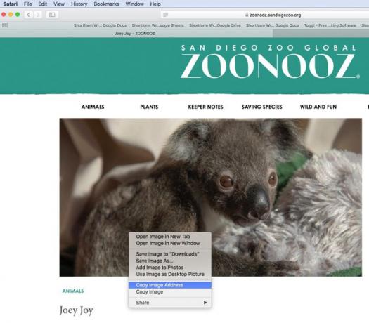 Captura de pantalla de la copia de una dirección de imagen en Safari