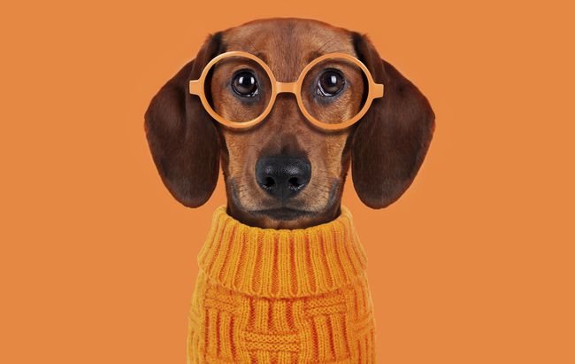 Un perro salchicha con un suéter naranja y gafas naranjas.