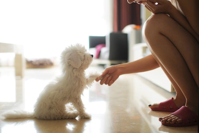 子犬の足を振る女性