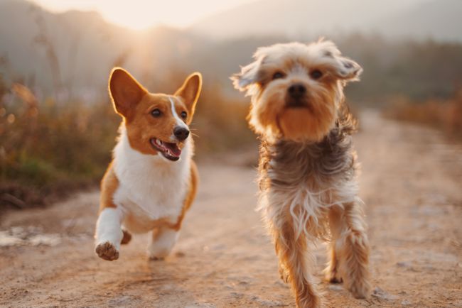 未舗装の道路を一緒に走っている2匹の小型犬。 