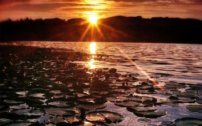 ユリのパッドと水の上の黄金の夕日。