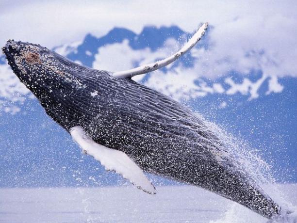 Ballena jorobada saliendo del océano en este fondo de pantalla de océano gratis