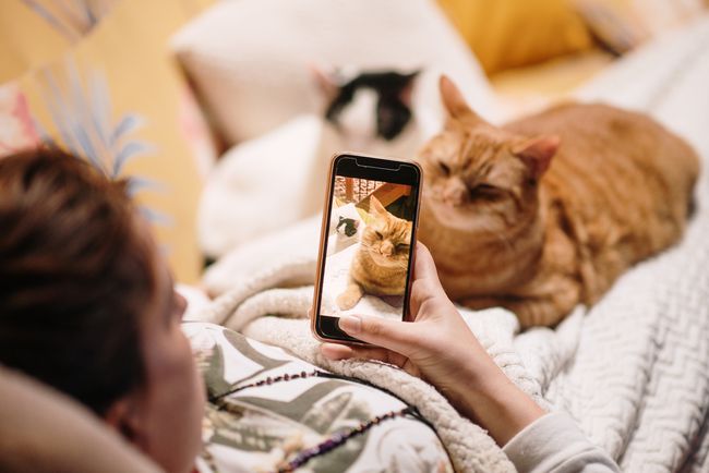 Joku makaa sängyssä kissa sylissä ja ottaa valokuvaa kissasta älypuhelimella.