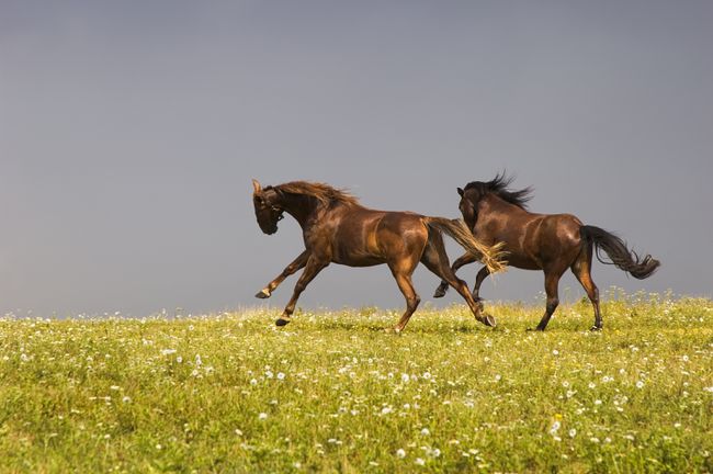 Caballos corriendo con espíritu en campo abierto, jugando