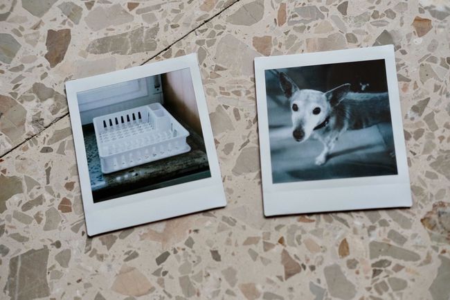 B&W-fotos af en hund og kurv udskrevet med Fujifilms Instax-printer