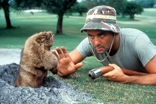 Bill Murray ต่อสู้กับโกเฟอร์ใน 'Caddyshack'